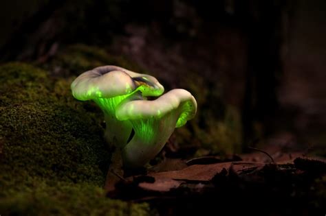 Bioluminescent Funghi